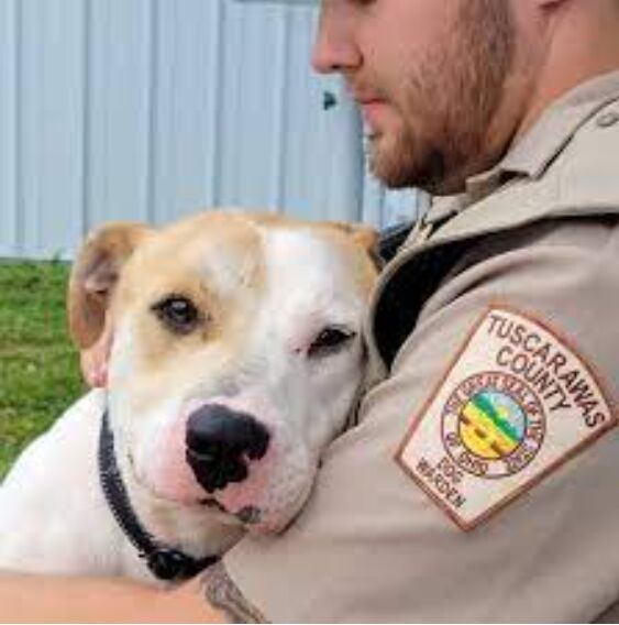 Dog resting comfortably